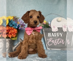 Cavapoo Puppy for sale in LANCASTER, PA, USA