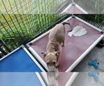 Small #6 American Pit Bull Terrier-Labrador Retriever Mix
