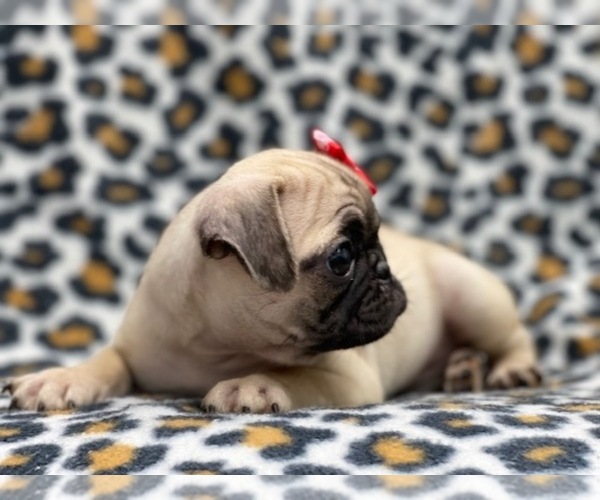 Medium Photo #9 Pug Puppy For Sale in LAKELAND, FL, USA