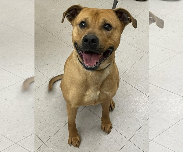 Medium Photo #1 Mutt Puppy For Sale in Low Moor, VA, USA