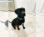 Small Photo #6 Labrador Retriever-Unknown Mix Puppy For Sale in Doylestown, PA, USA