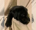 Small Photo #8 Labrador Retriever Puppy For Sale in PUEBLO, CO, USA