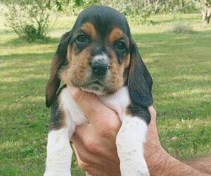 Basset Hound Puppy for sale in COUNTRY CLUB, MO, USA