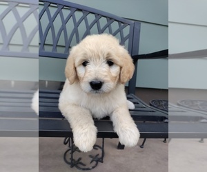 Goldendoodle Puppy for sale in BEMIDJI, MN, USA