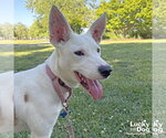 Small #6 Carolina Dog Mix