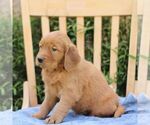 Small #1 Golden Irish