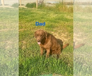 Father of the Chesapeake Bay Retriever puppies born on 04/17/2024