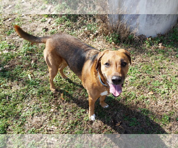 Medium Photo #9 Mutt Puppy For Sale in Garner, NC, USA