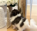 Small #3 Pomeranian