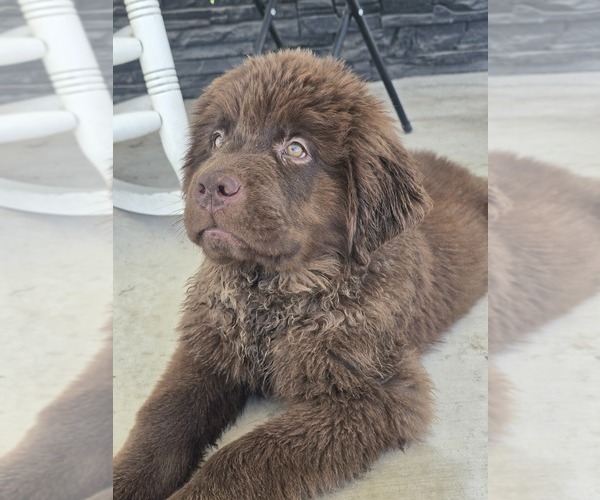 Medium Photo #2 Newfoundland Puppy For Sale in TILTON, IL, USA