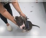 Small American Pit Bull Terrier Mix