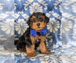 Small Photo #6 YorkiePoo Puppy For Sale in LINCOLN UNIV, PA, USA