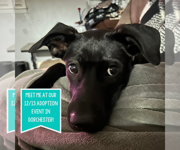 Medium Photo #1 Labrador Retriever-Unknown Mix Puppy For Sale in Boston, MA, USA