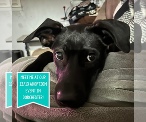 Labrador Retriever-Unknown Mix Dogs for adoption in Boston, MA, USA