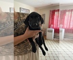 Image preview for Ad Listing. Nickname: Ranger