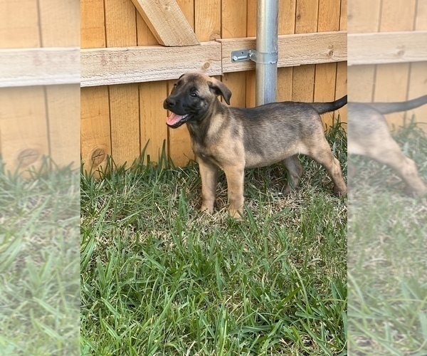 Medium Photo #4 German Shepherd Dog-Unknown Mix Puppy For Sale in TEMPLE, TX, USA