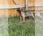 Small Photo #4 German Shepherd Dog-Unknown Mix Puppy For Sale in TEMPLE, TX, USA