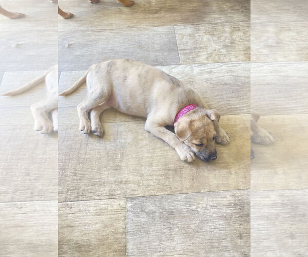 Medium Photo #3 Boxer-Unknown Mix Puppy For Sale in San Diego, CA, USA