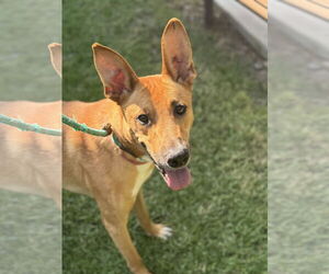 Mutt Dogs for adoption in Newport Beach, CA, USA