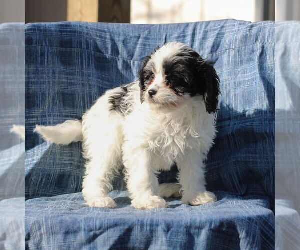 Medium Photo #3 Cavapoo Puppy For Sale in DRY RUN, PA, USA