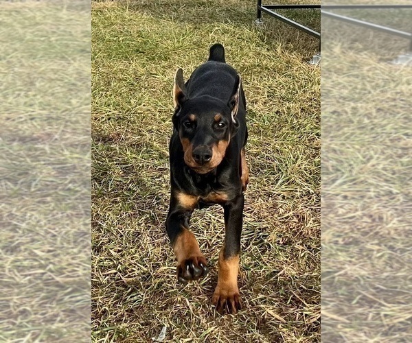 Medium Photo #5 Doberman Pinscher Puppy For Sale in WARSAW, IN, USA