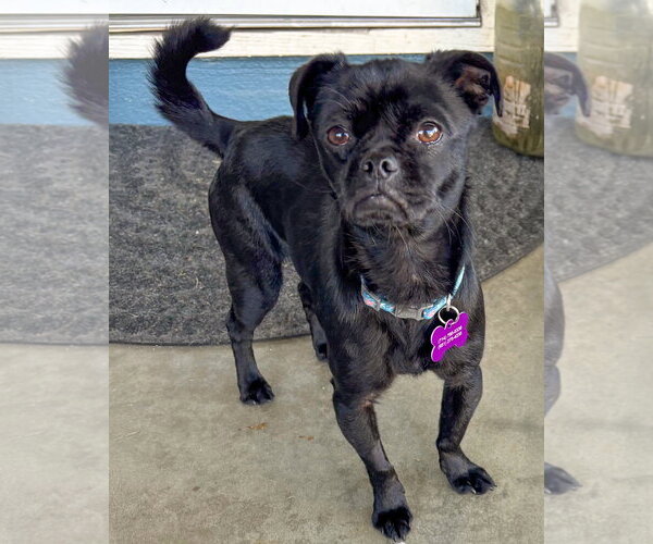 Medium Photo #2 Pug-Unknown Mix Puppy For Sale in Corona, CA, USA