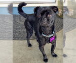 Small #1 Pug Mix