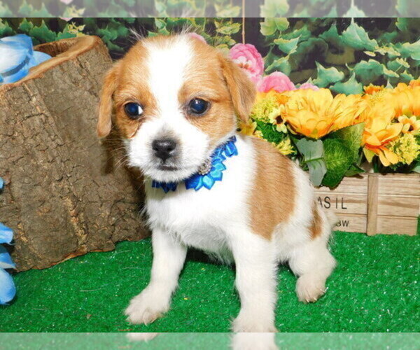 Medium Photo #1 Shih Tzu Puppy For Sale in HAMMOND, IN, USA