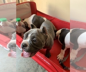 American Bully Puppy for Sale in COLLEGE PARK, Maryland USA