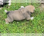 Small #7 Bulldog