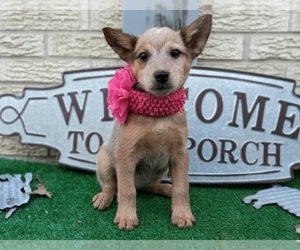 Australian Cattle Dog Puppy for Sale in CARTHAGE, Texas USA
