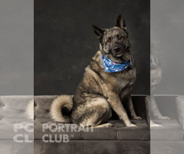 Medium Photo #4 Akita-Norwegian Elkhound Mix Puppy For Sale in Doylestown, PA, USA