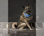 Small #3 Akita-Norwegian Elkhound Mix