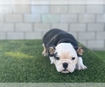 Small Photo #12 English Bulldog Puppy For Sale in MIAMI, FL, USA