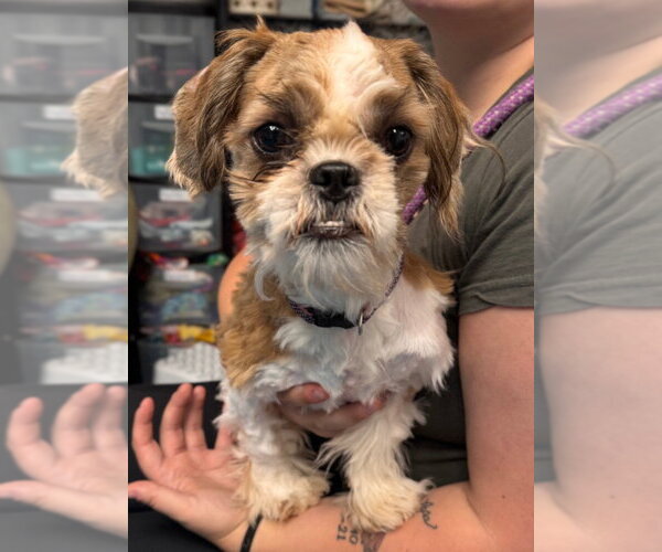 Medium Photo #1 Shih Tzu-Unknown Mix Puppy For Sale in Muskegon, MI, USA