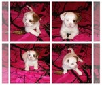Small Photo #12 Shih-Poo Puppy For Sale in SAN ANTONIO, TX, USA