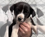Small #2 Border Collie Mix