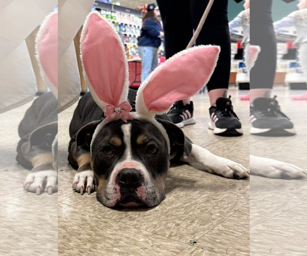 Medium Photo #2 American Pit Bull Terrier-Unknown Mix Puppy For Sale in Germantown, OH, USA