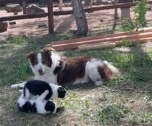 Father of the Border Collie puppies born on 04/04/2023
