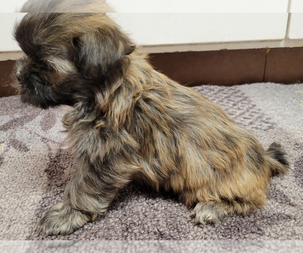 Medium Photo #4 Zuchon Puppy For Sale in SHAWNEE, KS, USA