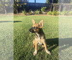 Small #5 German Shepherd Dog Mix