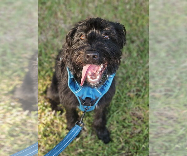 Medium Photo #3 Mutt Puppy For Sale in Fort Worth, TX, USA