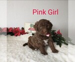Small Photo #3 Portuguese Water Dog Puppy For Sale in PARMA, ID, USA