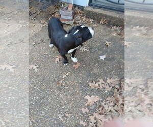 ZCL-D- River - Female Boxador Dog for Adoption - Photo #5