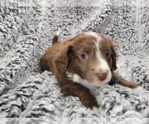 Aussiedoodle Miniature Puppy for sale in LEBANON, OR, USA