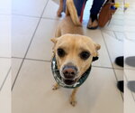 Small #2 Chihuahua