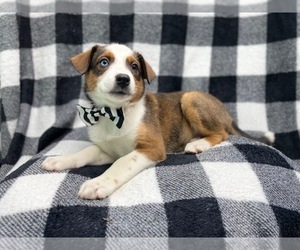 Texas Heeler Puppy for sale in LAKELAND, FL, USA