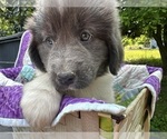 Small #14 Newfoundland