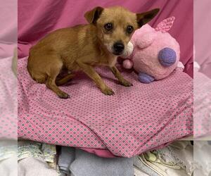 Chihuahua Dogs for adoption in Modesto, CA, USA