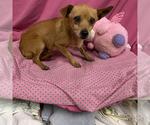 Small Chihuahua